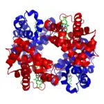 Молекулярна візуалізація гемоглобіну за структурою PDB 1GZX: білкові ланцюги та групи гему